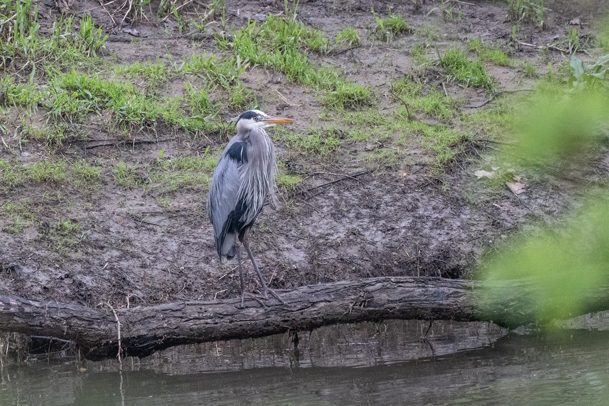 Great Blue Heron - ML618071251