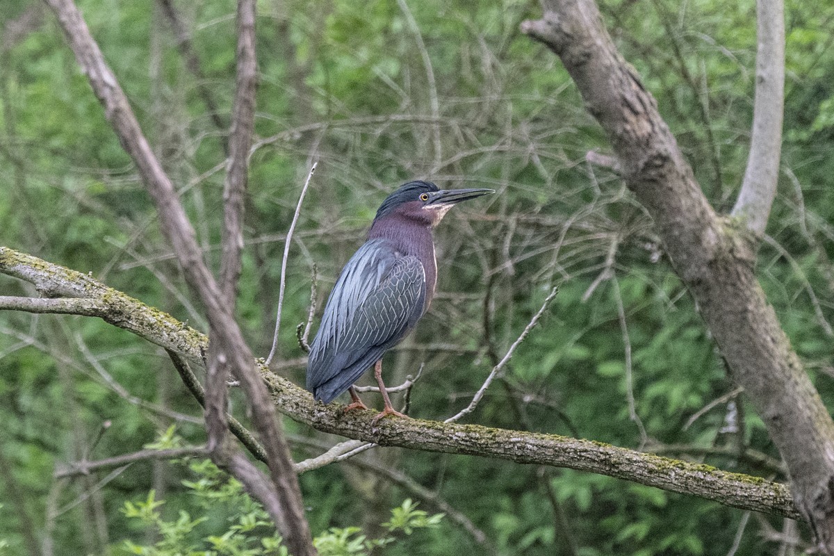 Green Heron - ML618071253