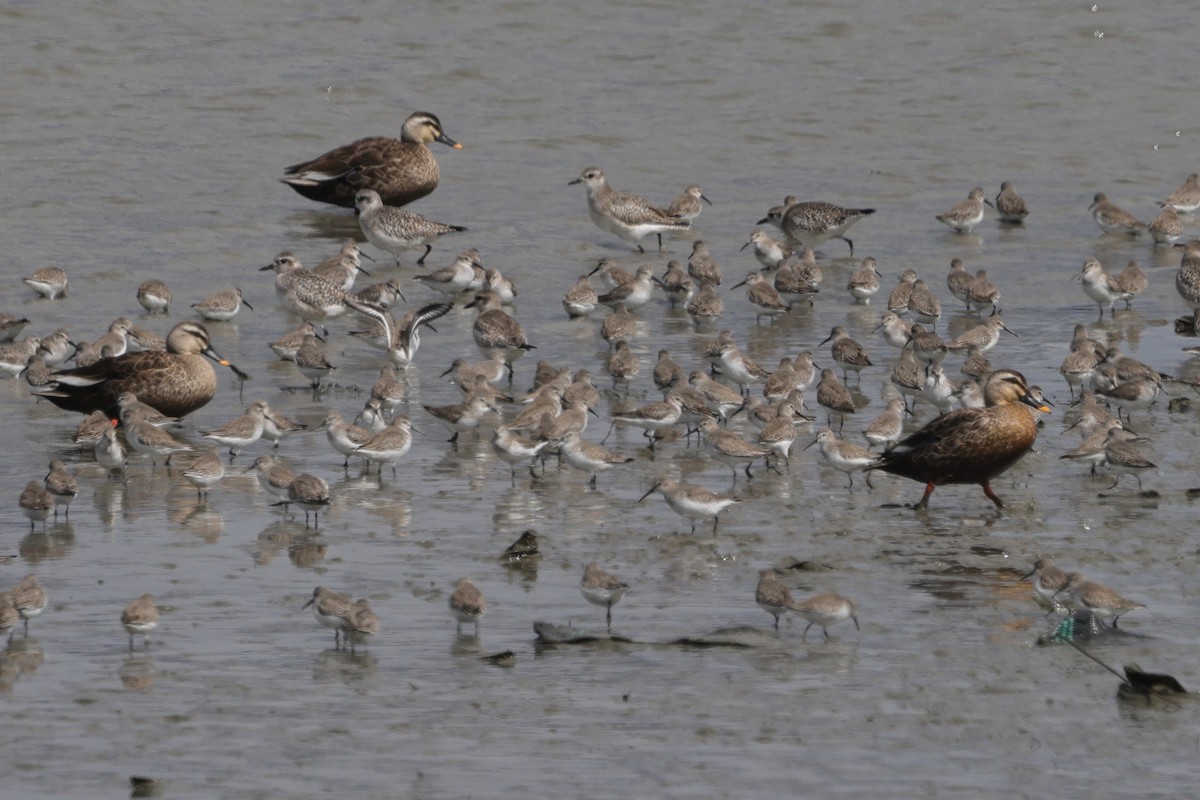 Eastern Spot-billed Duck - Fabio Olmos