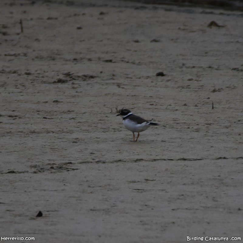 Common Ringed Plover - ML618071269