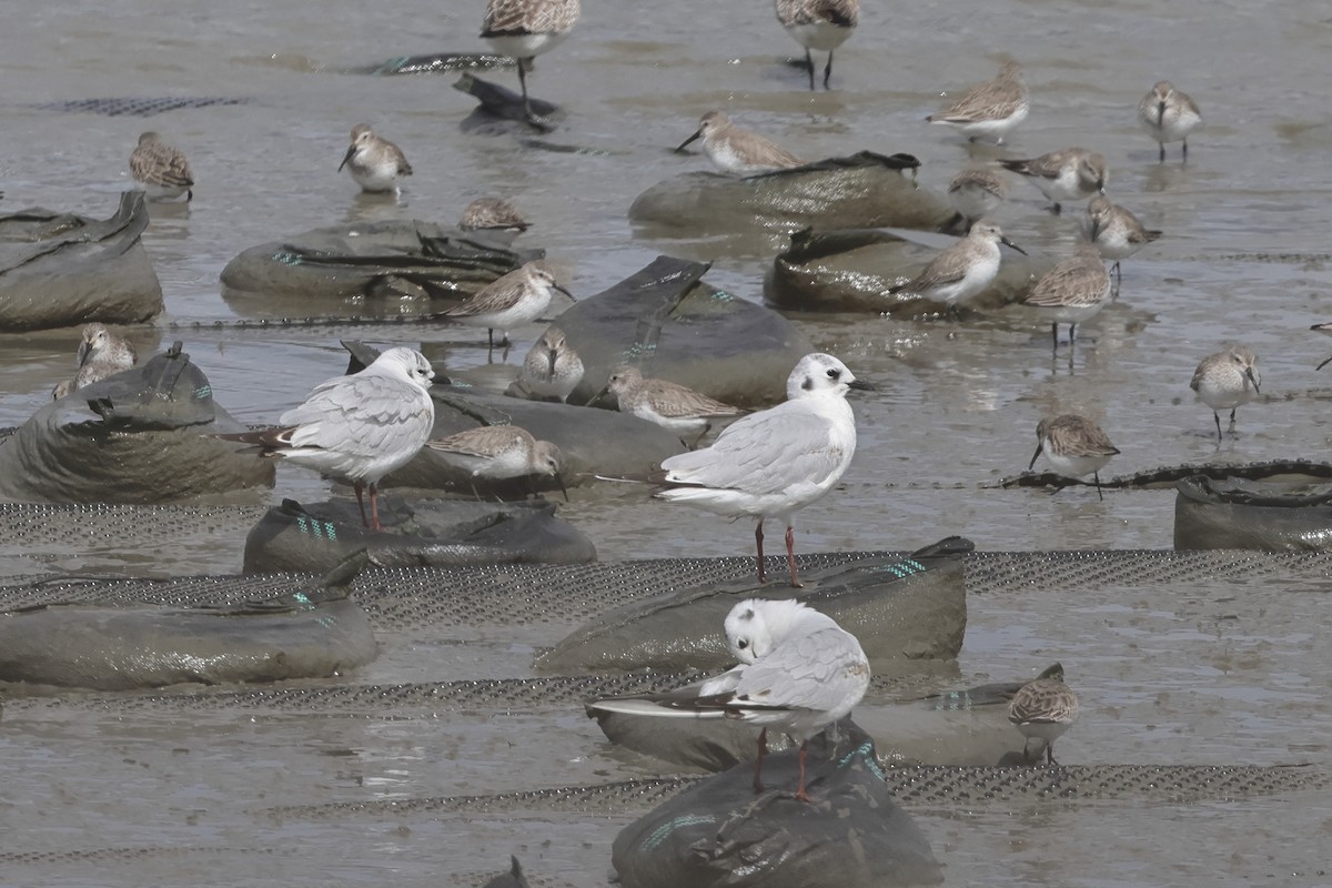 Saunders's Gull - ML618071271