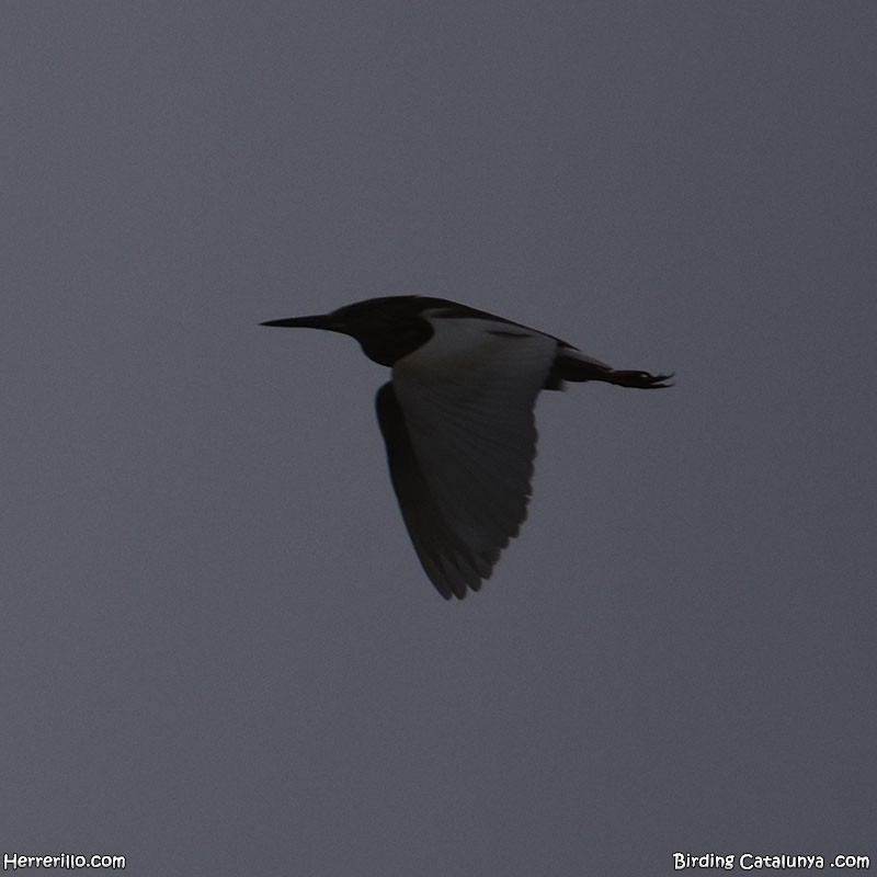 Squacco Heron - ML618071272