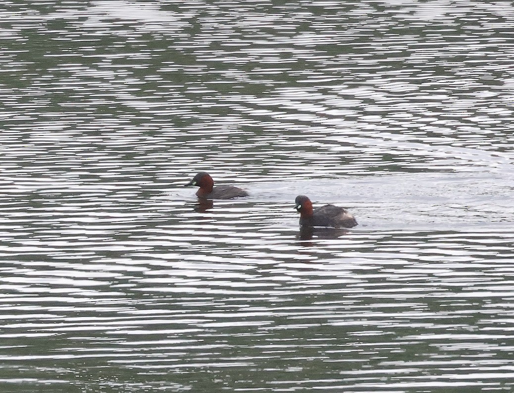 Little Grebe - ML618071273