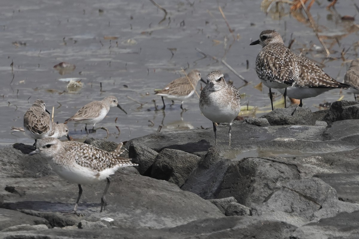 Black-bellied Plover - ML618071274