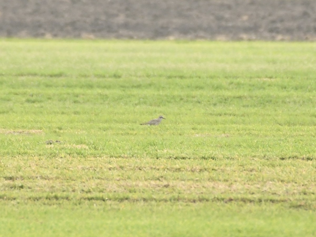 American Golden-Plover - ML618071283