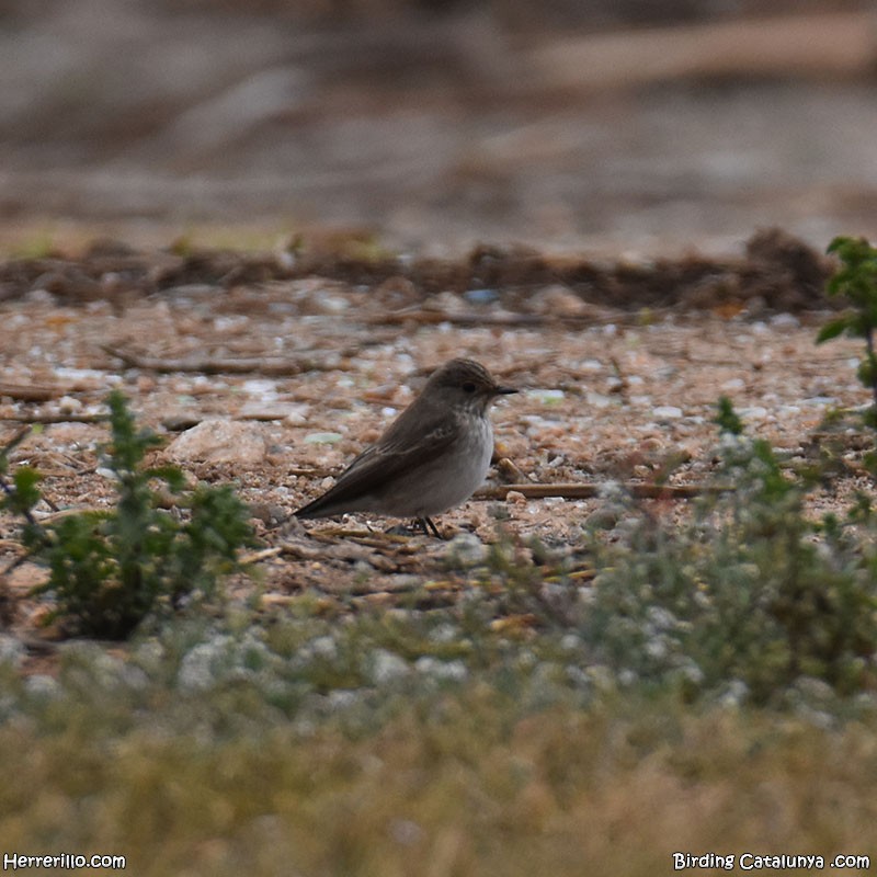 Spotted Flycatcher - ML618071284