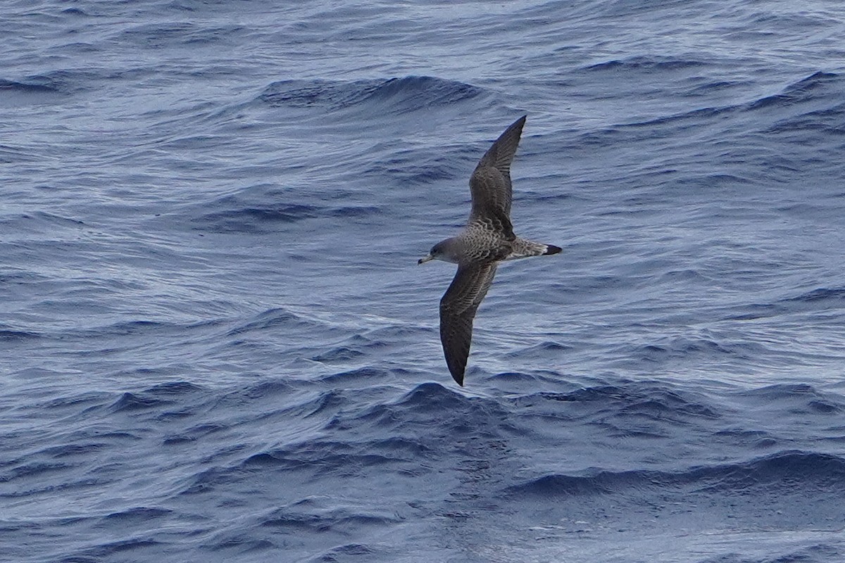 Cory's Shearwater - ML618071286