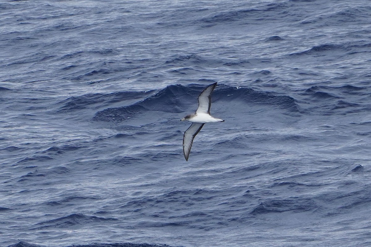 Cory's Shearwater - ML618071287