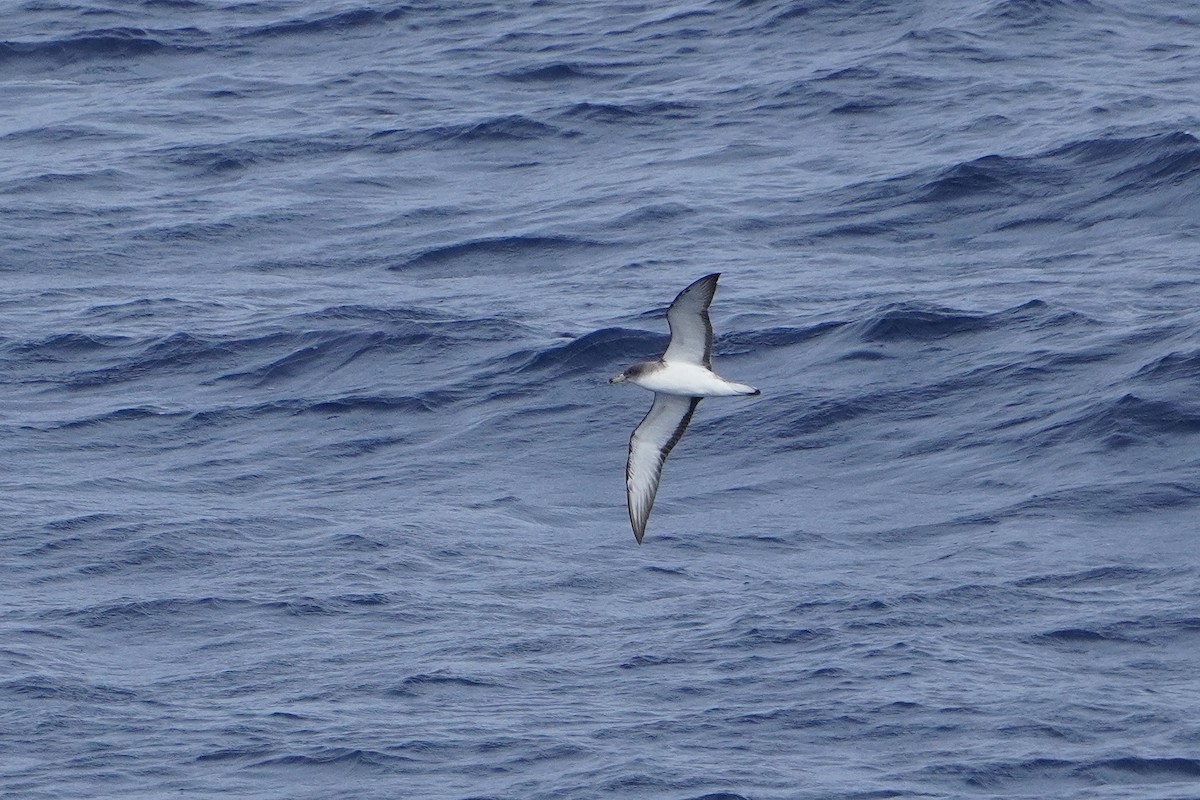 Cory's Shearwater - ML618071288