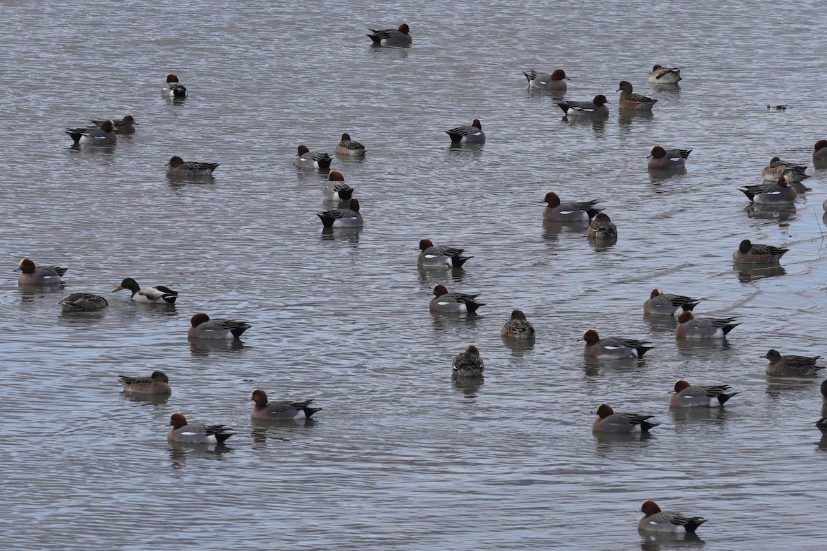 Eurasian Wigeon - ML618071290