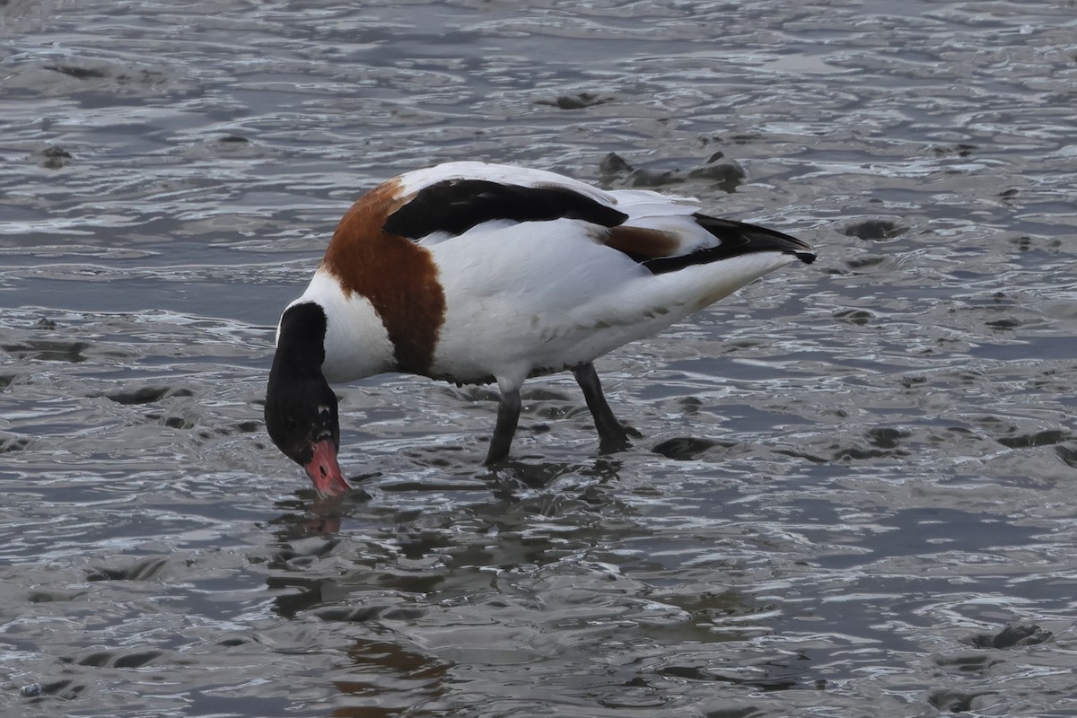 Common Shelduck - ML618071295