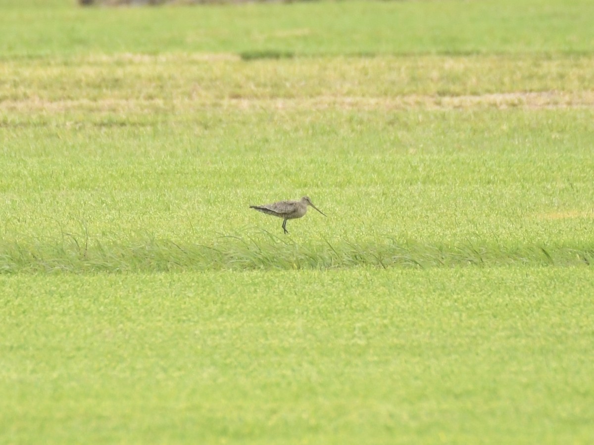 Hudsonian Godwit - ML618071296