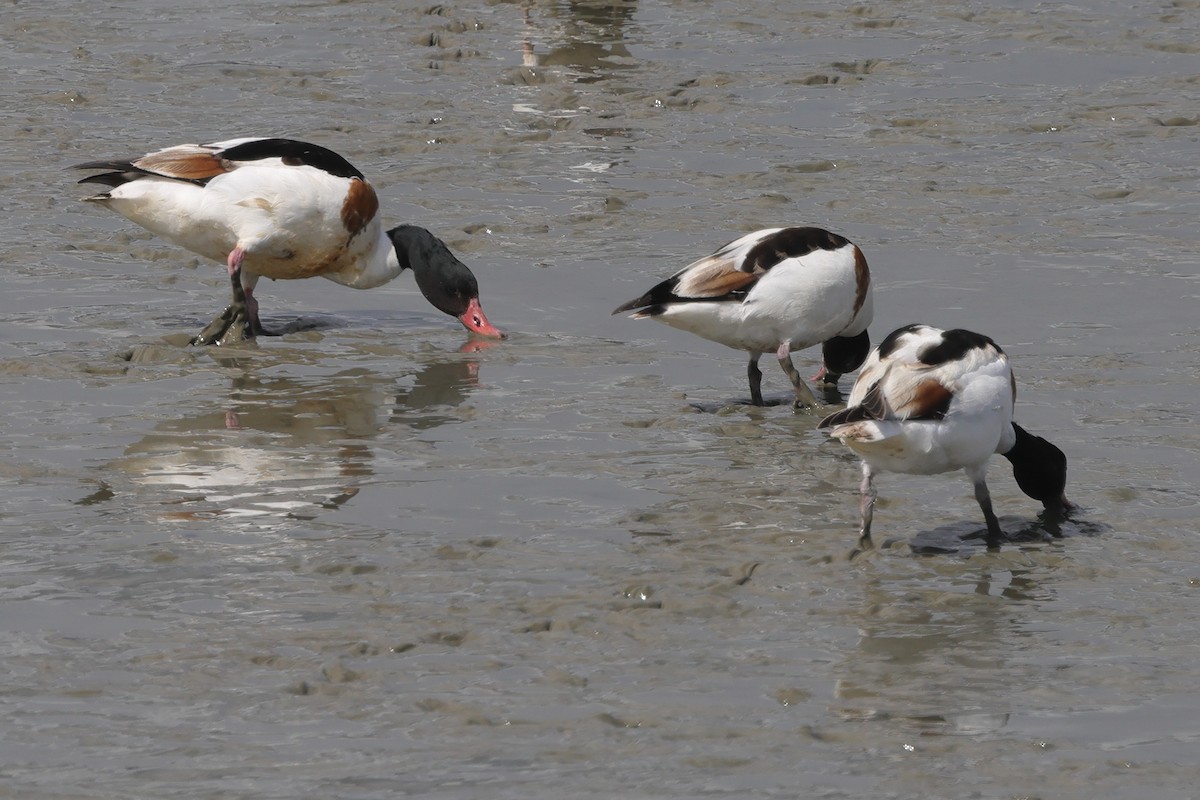 Common Shelduck - ML618071300