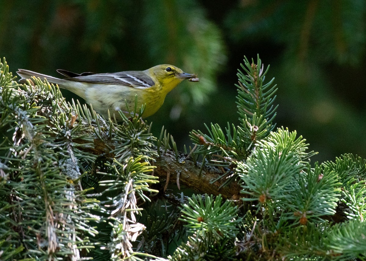 Pine Warbler - Jake Nafziger