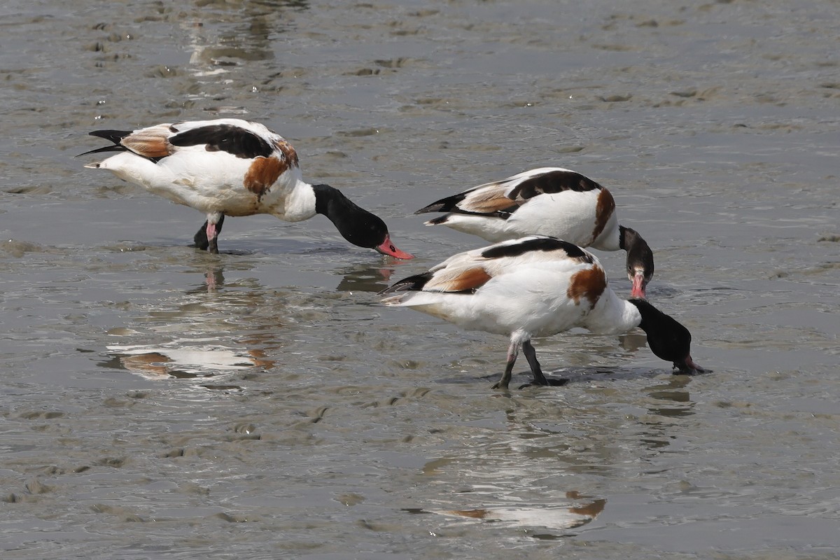 Common Shelduck - ML618071303