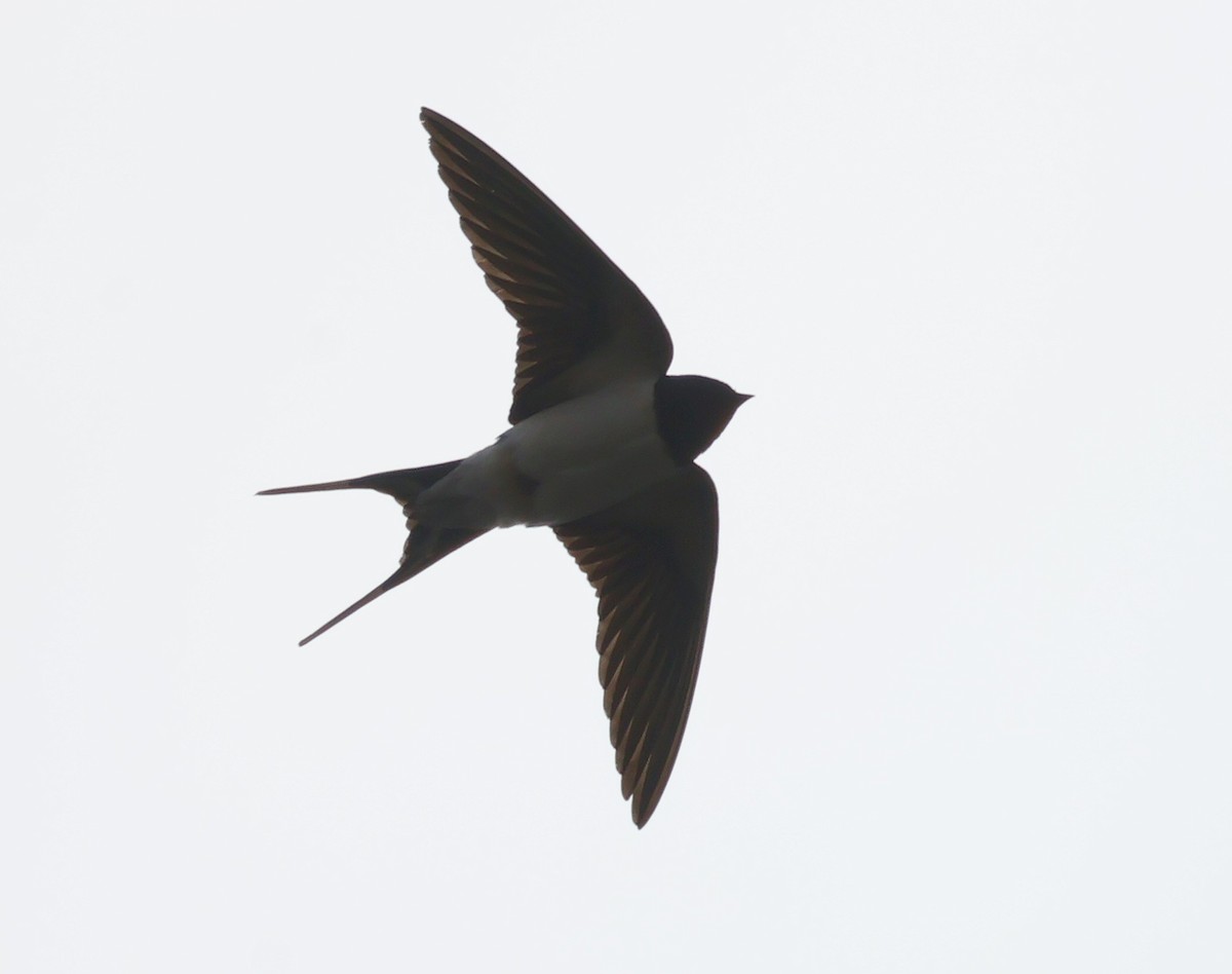 Barn Swallow - ML618071304
