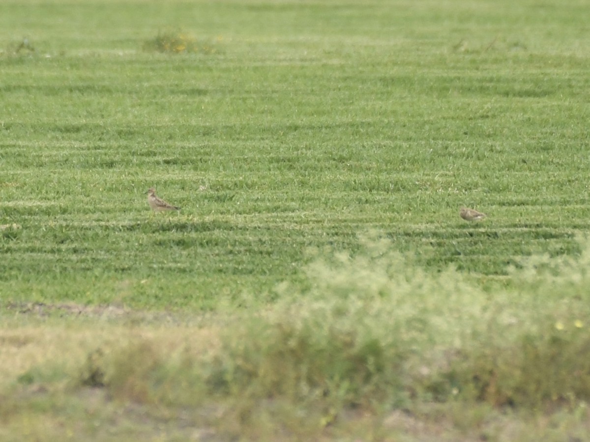 Buff-breasted Sandpiper - ML618071308