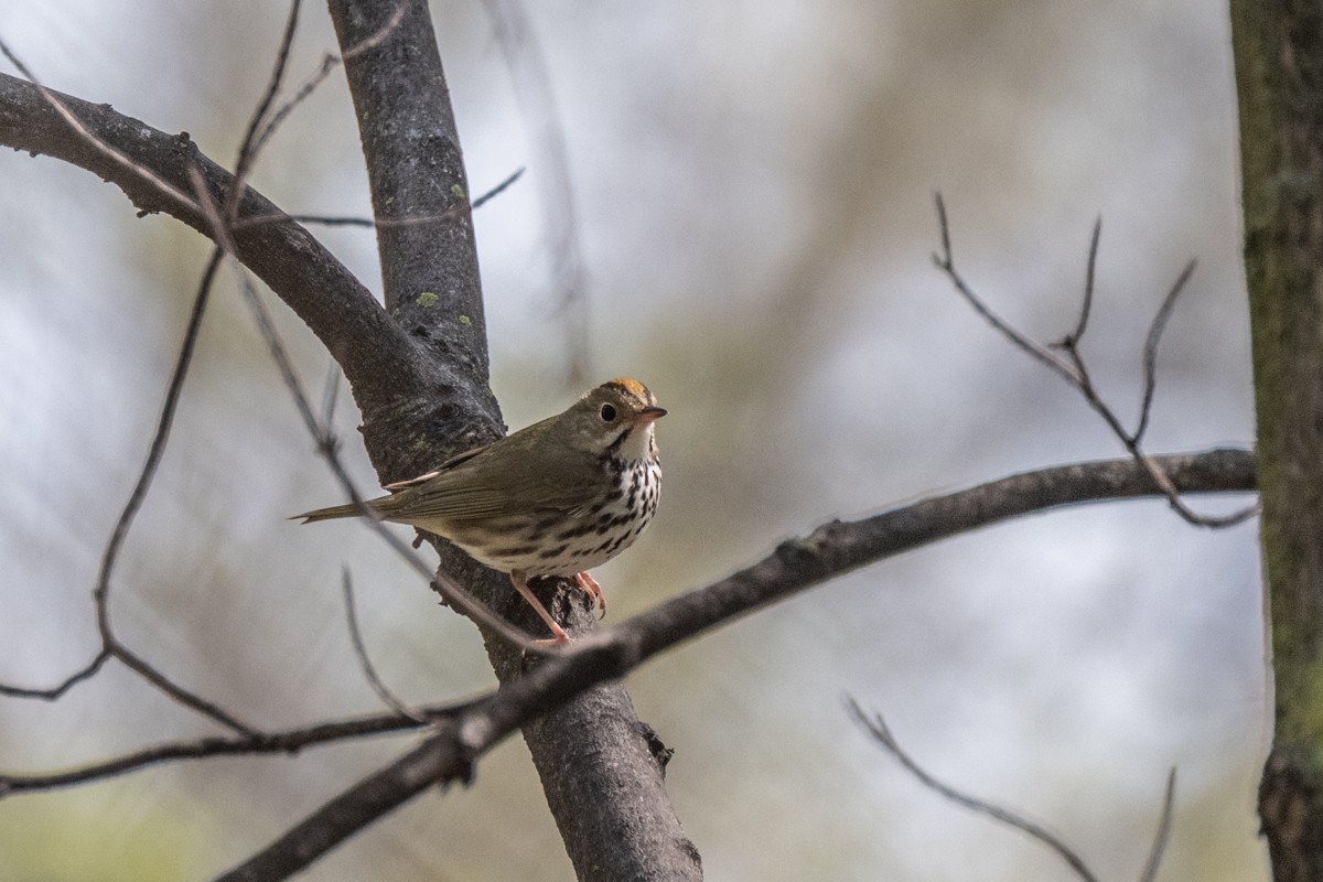 Ovenbird - Michael Barath