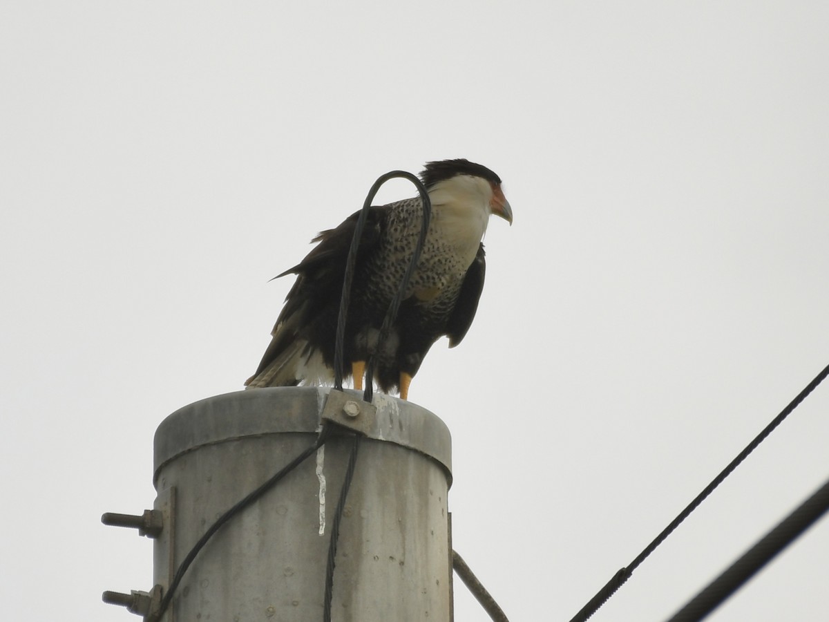 Caracara huppé (cheriway) - ML618071317