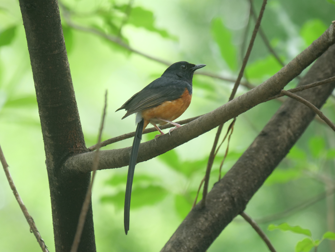 White-rumped Shama - Yulin Shen