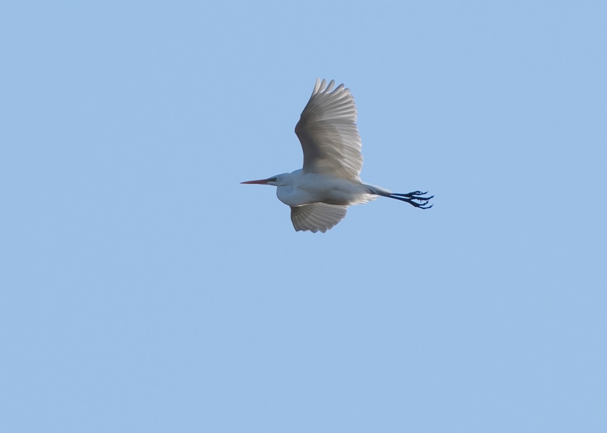 Great Egret - Jake Nafziger