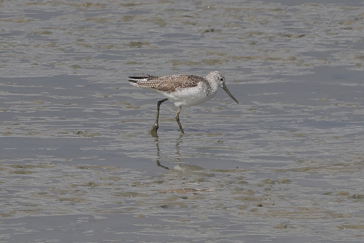 Common Greenshank - Fabio Olmos