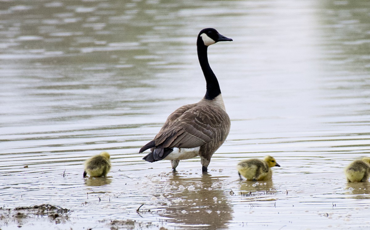 Canada Goose - Rickey Shive