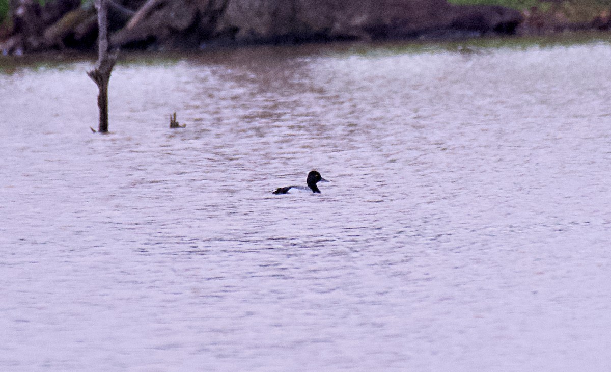 Lesser Scaup - Rickey Shive