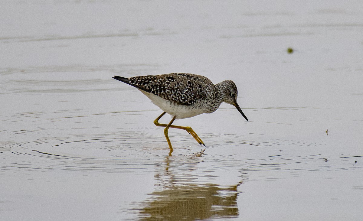 Lesser Yellowlegs - Rickey Shive