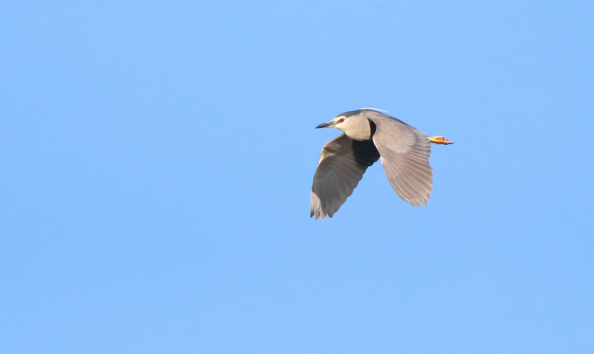 Black-crowned Night Heron - David Santamaría Urbano