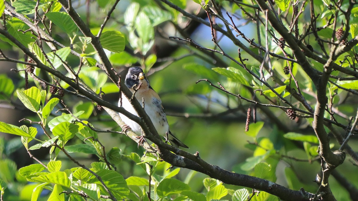 Brambling - David Santamaría Urbano