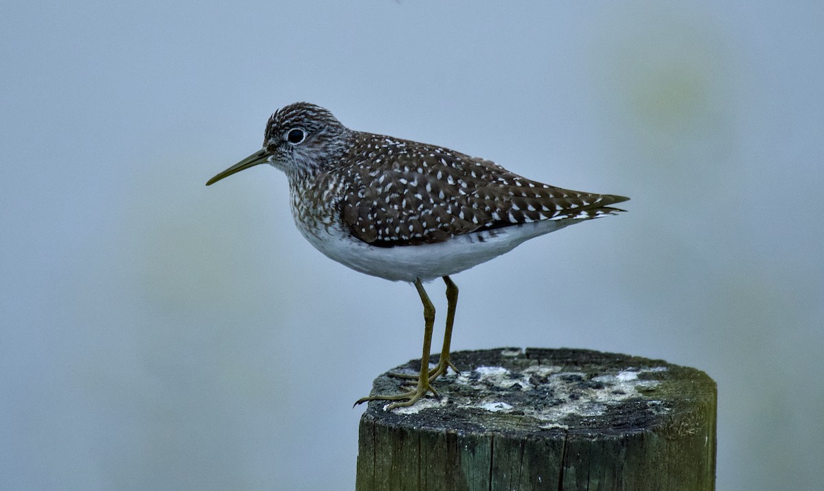 Solitary Sandpiper - Rickey Shive