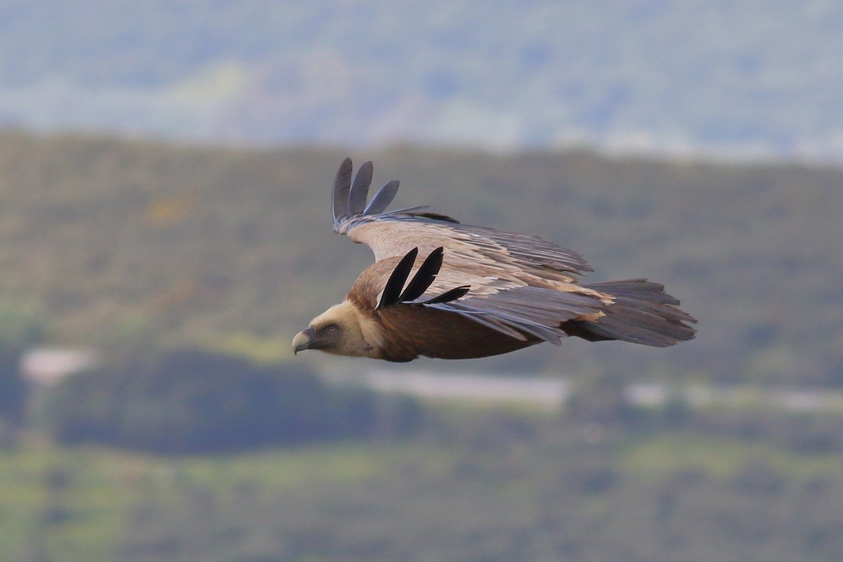 Eurasian Griffon - ML618071368