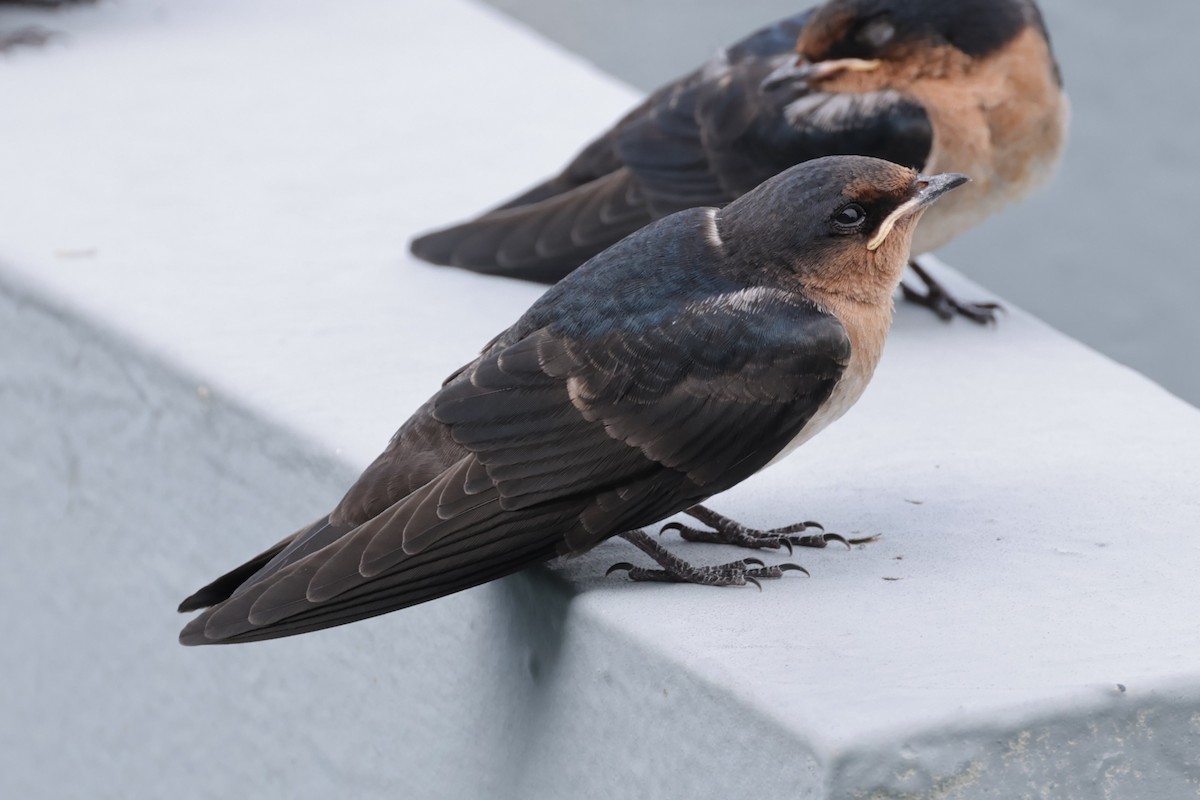 Pacific Swallow - Peter Christiaen