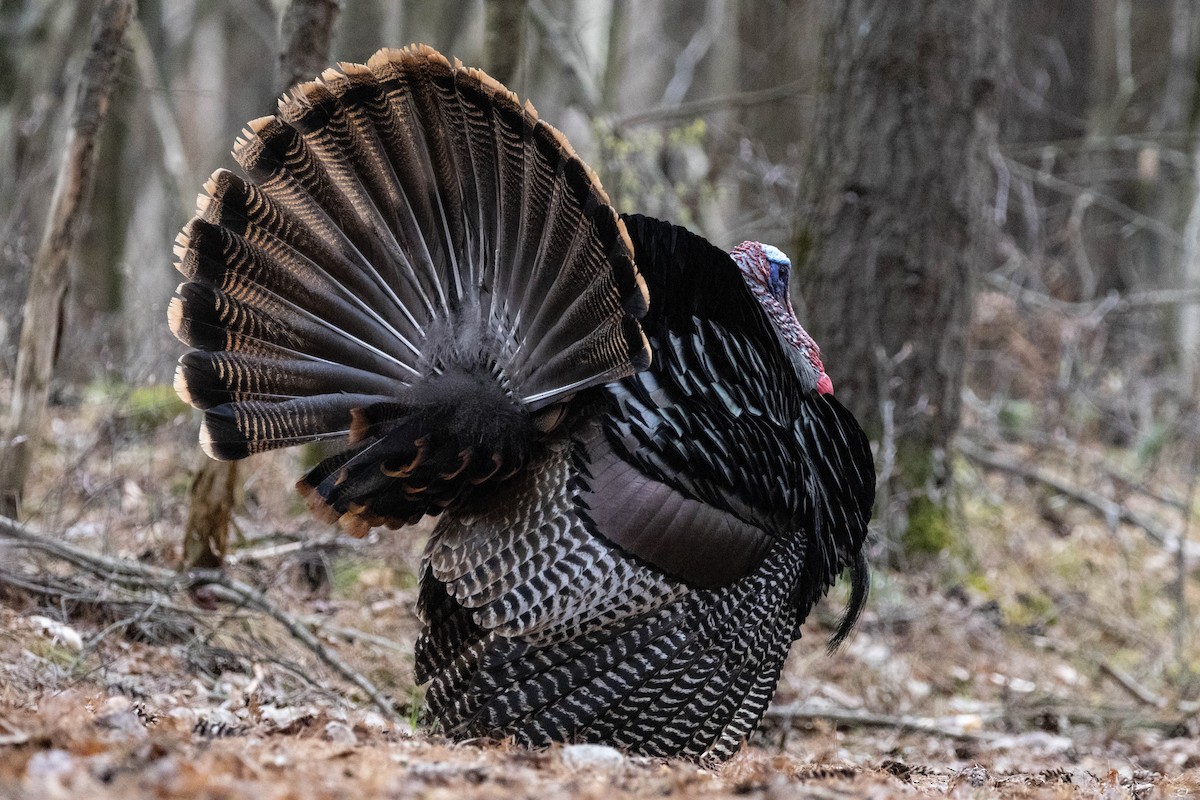 Wild Turkey - Hervé Daubard