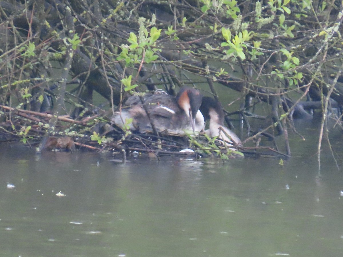 Great Crested Grebe - ML618071395