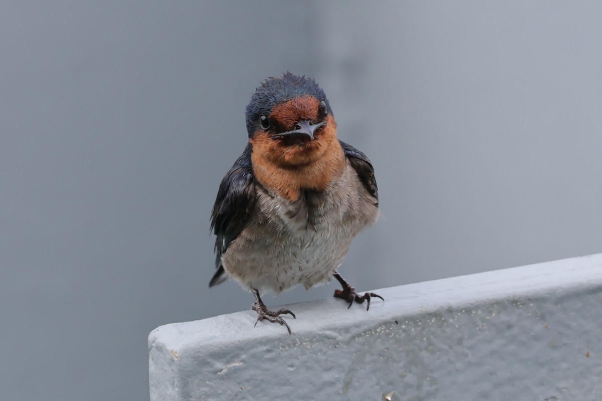 Pacific Swallow - Peter Christiaen