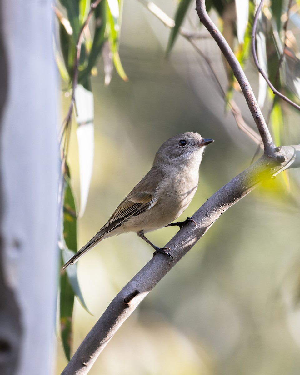 Golden Whistler - Ben Johns