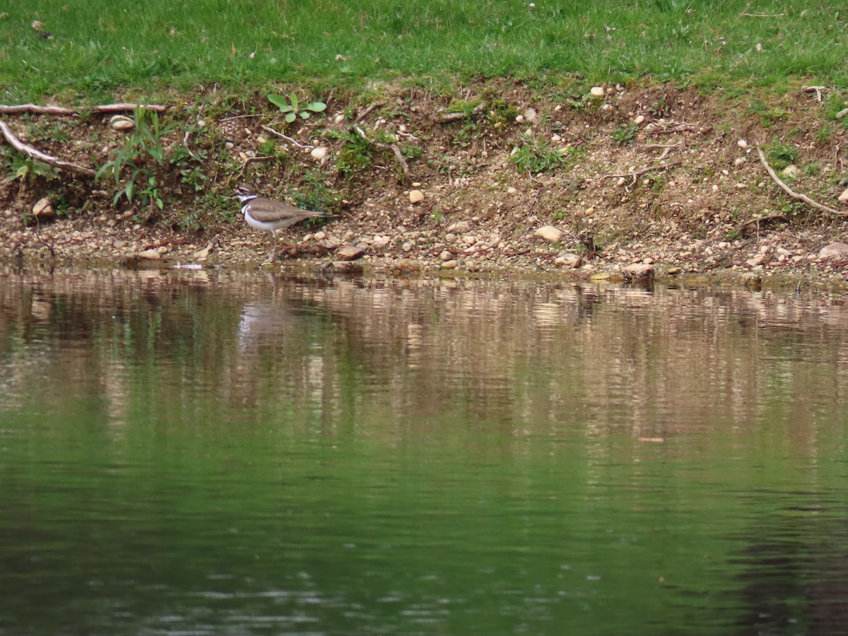 Killdeer - John Gaglione