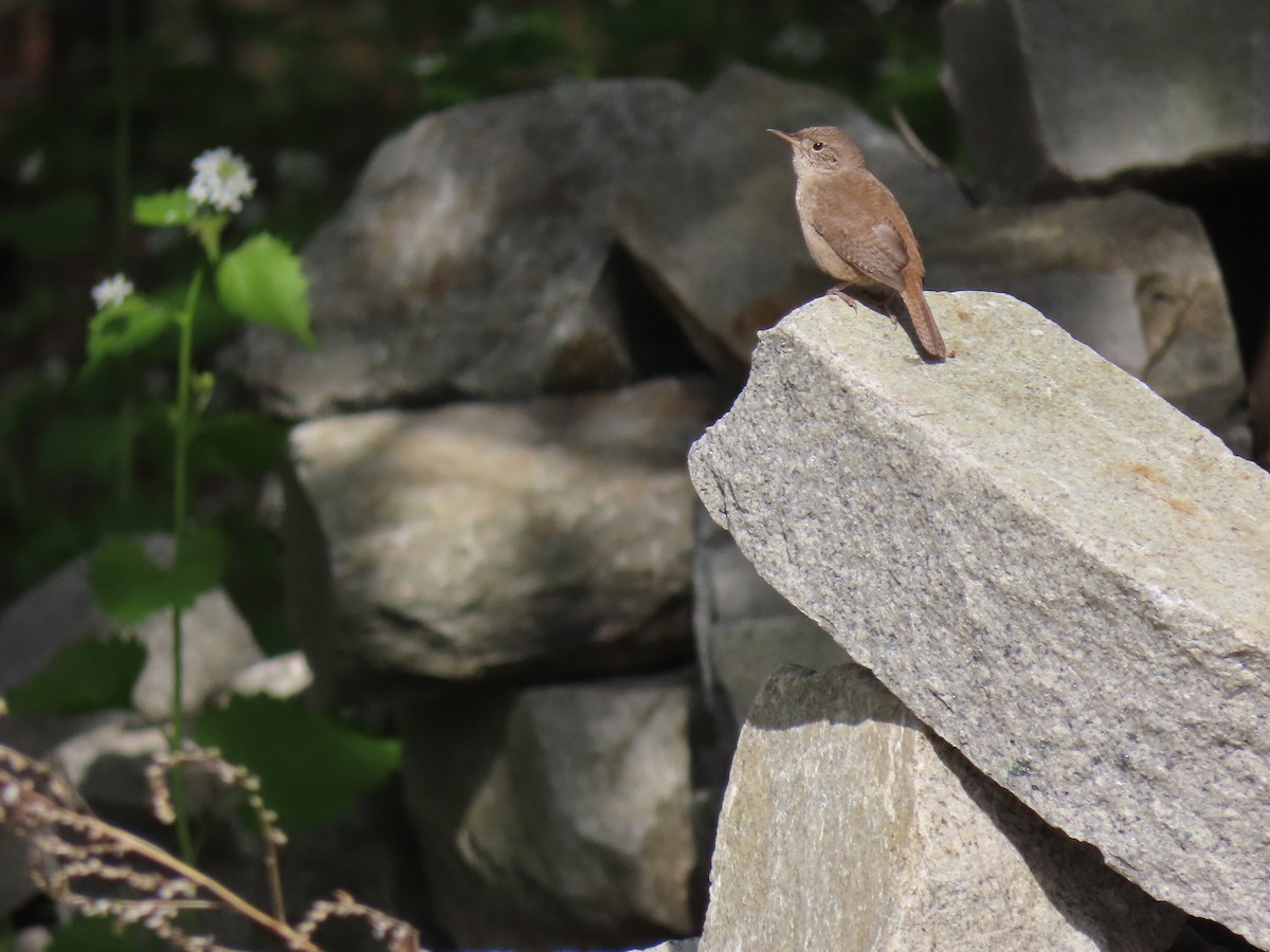 Northern House Wren - ML618071433