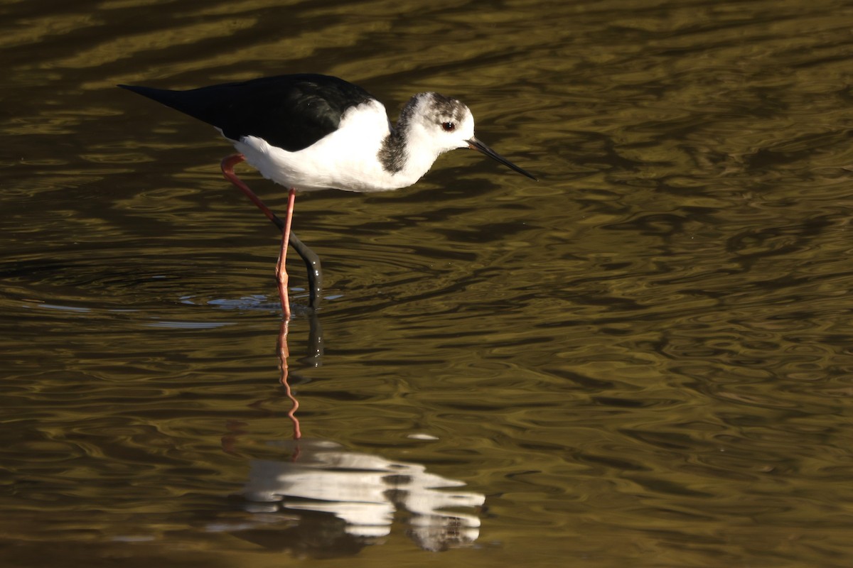 Pied Stilt - ML618071434