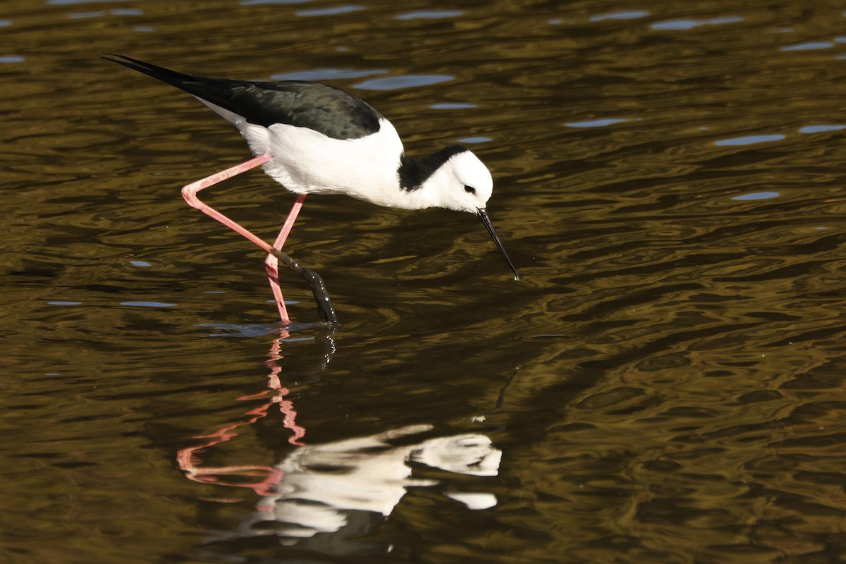 Pied Stilt - ML618071435