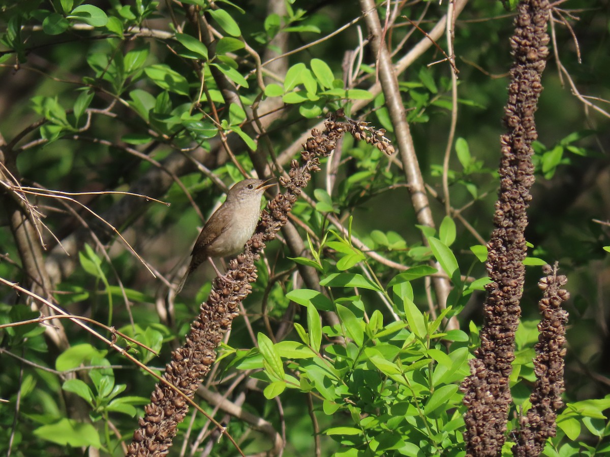 Northern House Wren - ML618071437