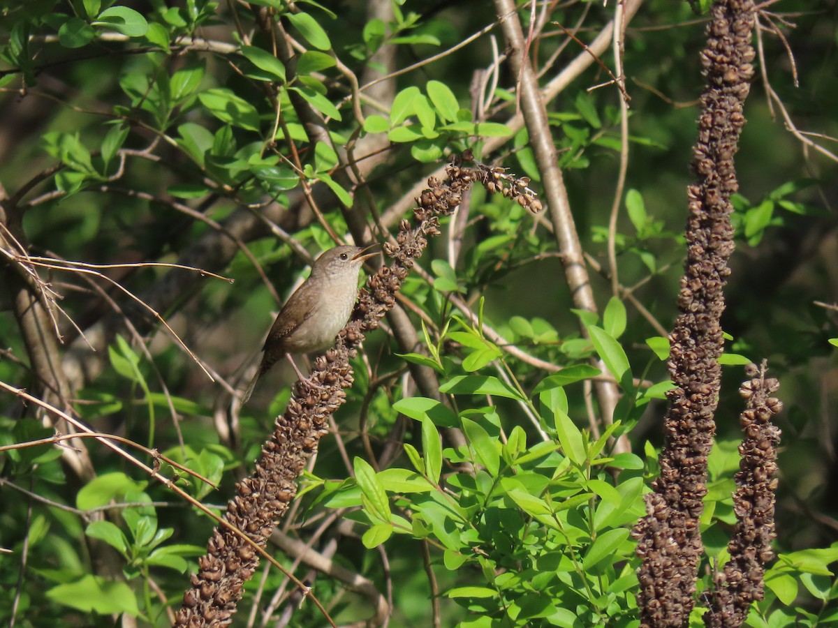 House Wren - John Gaglione