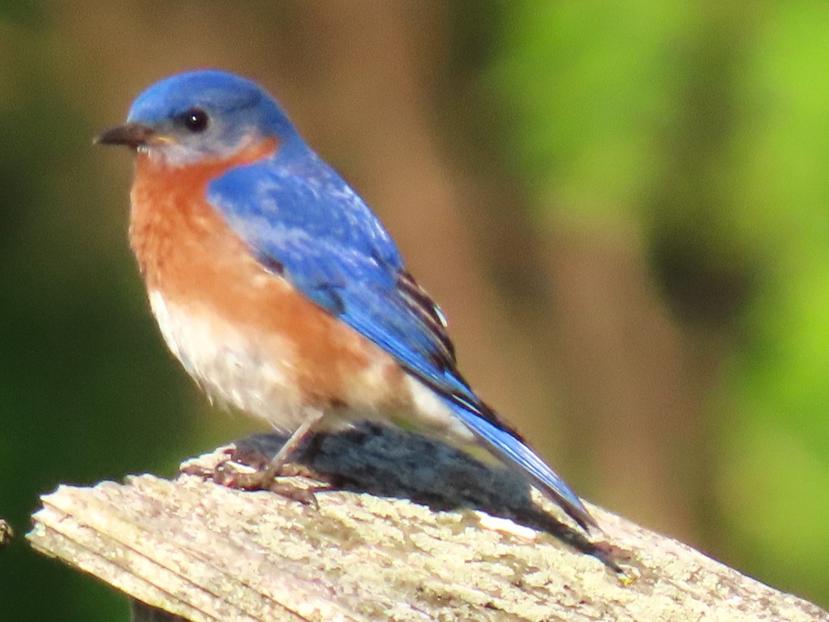 Eastern Bluebird - John Gaglione