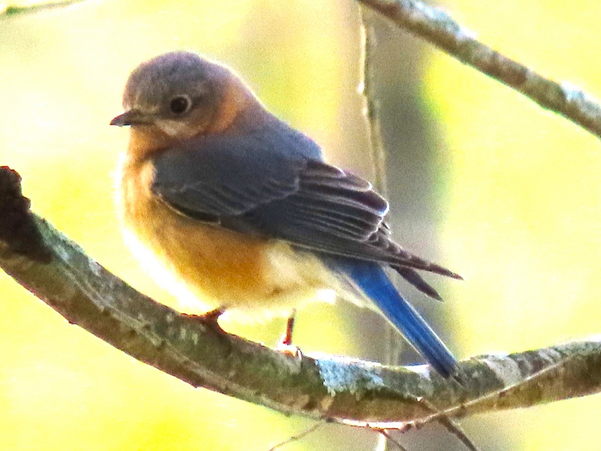 Eastern Bluebird - ML618071471