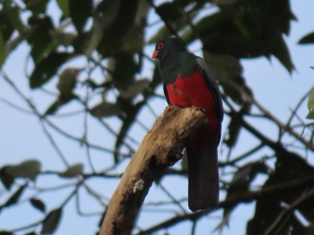 Slaty-tailed Trogon - Stephen Younger