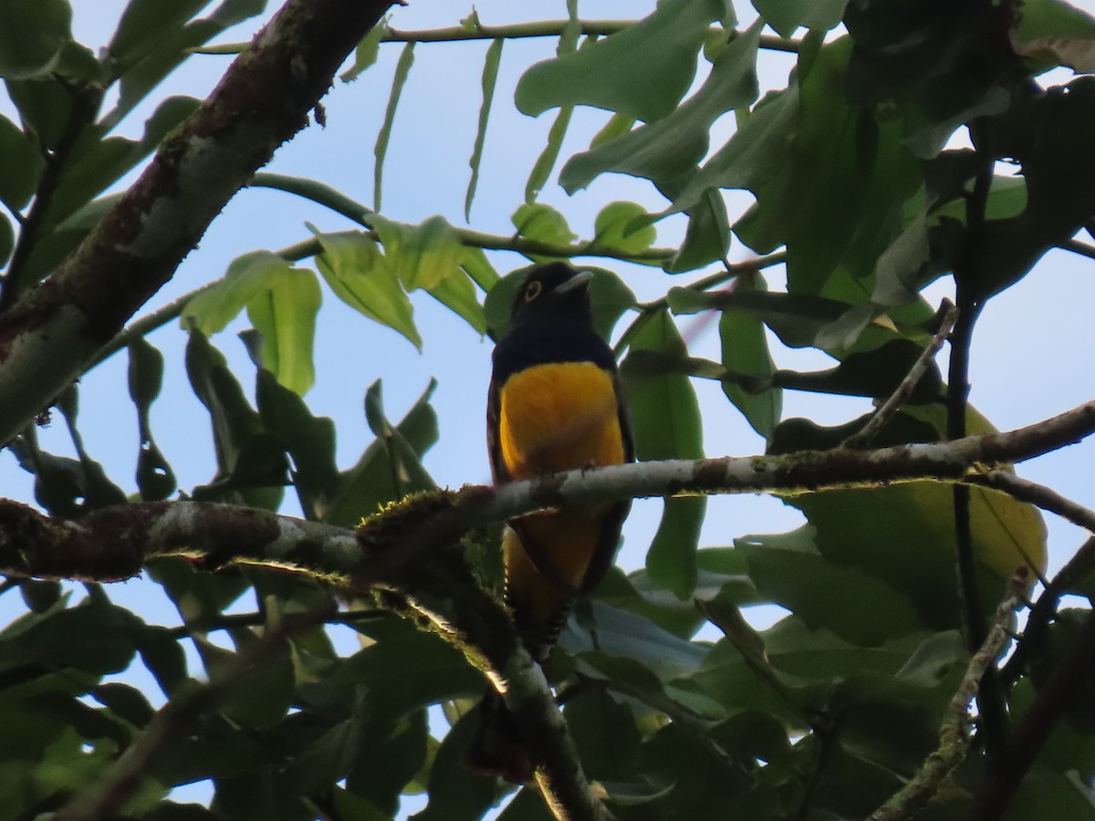 Gartered Trogon - Stephen Younger