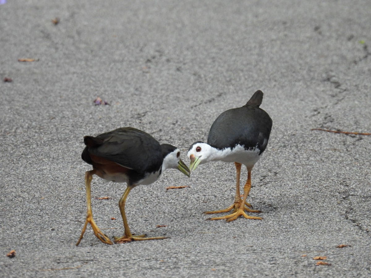 White-breasted Waterhen - Helen Erskine-Behr