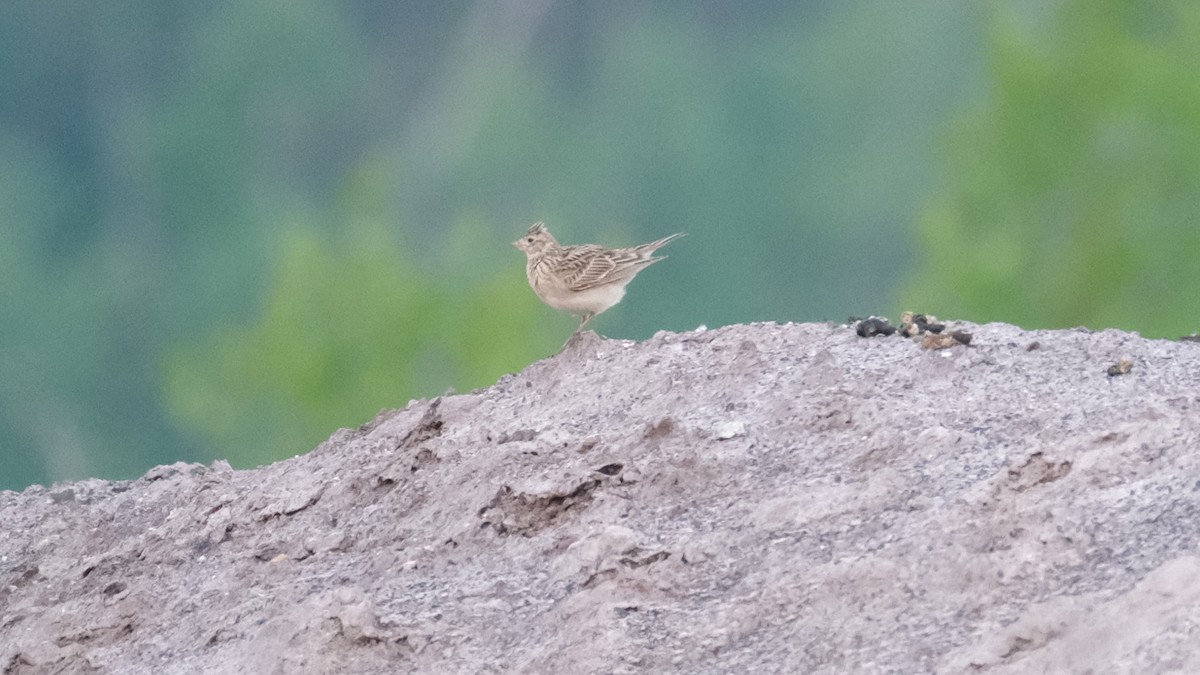 Eurasian Skylark - ML618071498